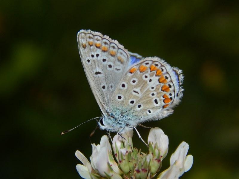 Solito Polyommatus icarus?